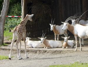 Tierisches Vergnügen vor dem Ernst des Lebens